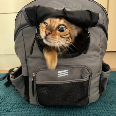 ROCKBROS Folding Bike Pet Carrier Backpack for Travel