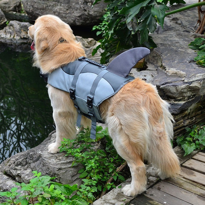 Golden Retriever wearing a Sea Dragon Dreams grey shark-fin dog life jacket with adjustable straps and rescue handle