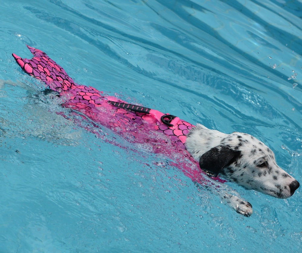 Dalmatian dog swimming in a pool wearing a pink Sea Dragon Dreams mermaid shark life jacket with a rescue handle
