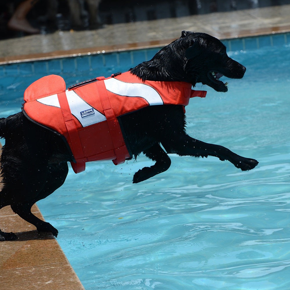 Black dog wearing a Sea Dragon Dreams red and white mermaid shark life jacket jumping into a swimming pool