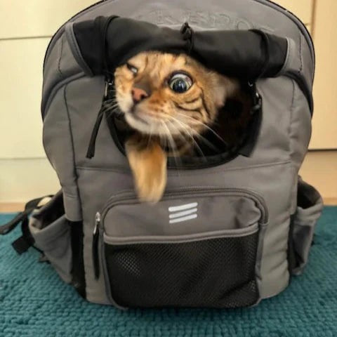 Sea Dragon Dreams ROCKBROS grey waterproof pet carrier backpack with a cat peeking out of the roll-up mesh window
