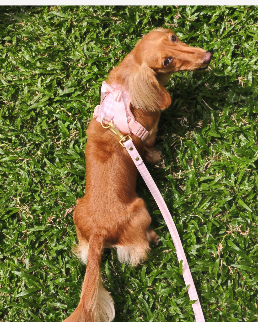Wander! Bow Harness 2.0 - Blossom Gingham